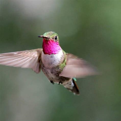 Los colibríes ven colores que los humanos solo pueden imaginar   Radio ...