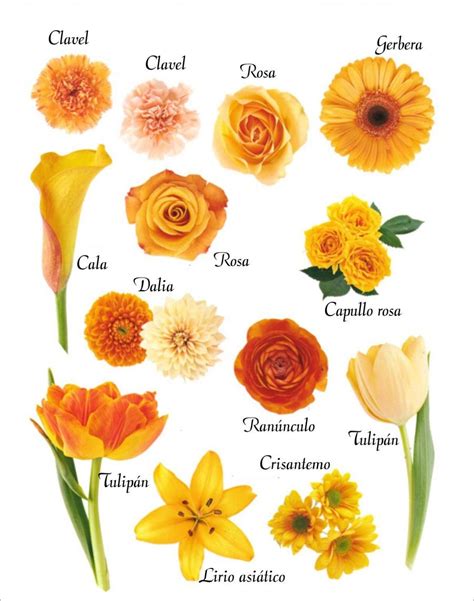Los colores de las flores  con imágenes  | Nombres de flores, Flores de ...