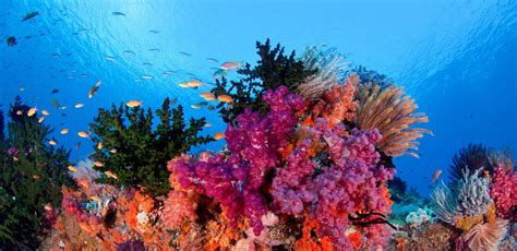 Los Corales Del Fondo Del Mar   Patricia Expósito
