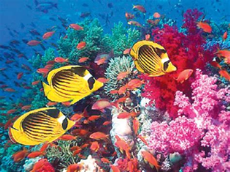 Los corales marinos | ElPopular.pe