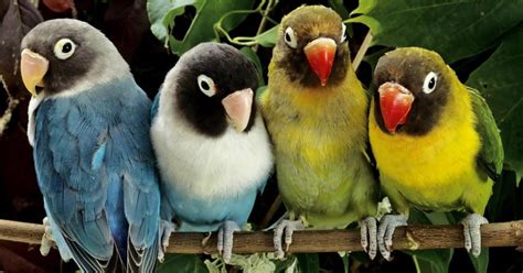 Los cordados  V : aves  > características y clasificación   Biología