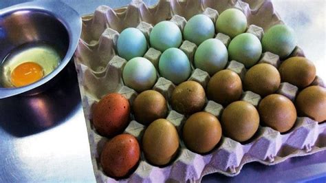 Los costosos y llamativos huevos azules se vuelven cada ...