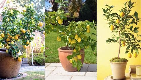 Los cuatro árboles frutales más fáciles de cultivar en macetas ...