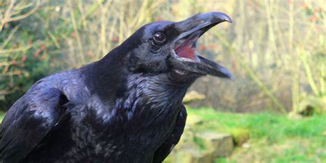 Los cuervos aprenden de la muerte | Ciencia | EL PAÍS