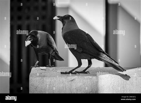 Los cuervos son aves negras conocidas por su inteligencia ...