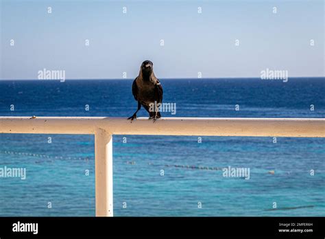 Los cuervos son aves negras conocidas por su inteligencia ...