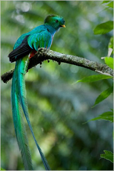 Los Del Mas Mundo Pajaros Bonitos