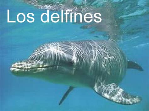 Los delfines by panantonio   Issuu