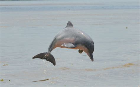 Los delfines de agua dulce son declarados en peligro de ...