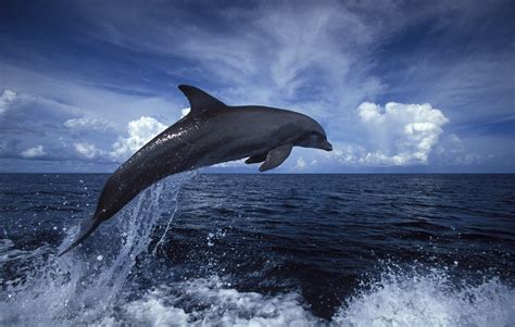 Los delfines han sido destacados por su inteligencia | La ...