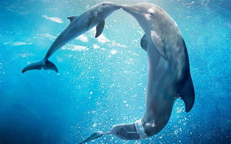 Los Delfines Por: Madi Nicoli   Animales en peligro de ...