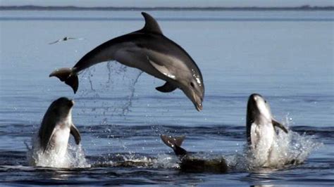 Los delfines se llaman entre ellos por su  nombre , según ...