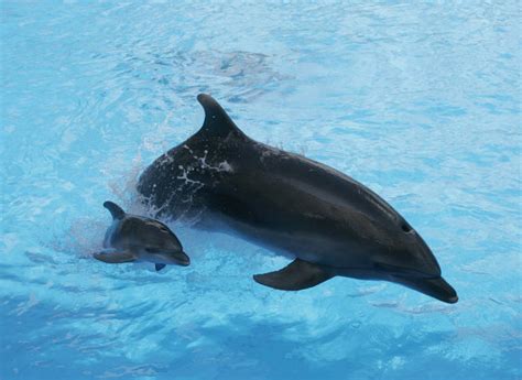 Los delfines sólo comen peces de alta calidad   RTVE.es