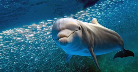Los delfines son los animales más simpáticos del Caribe ...