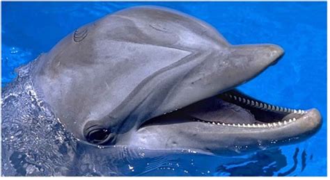 Los delfines, una de las especies animales más ...