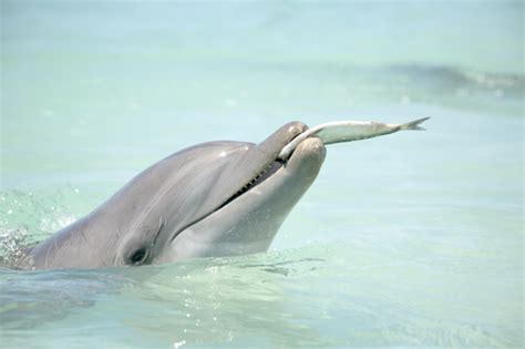 ¿Los Delfines Y Su Alimentación?   El Valluno.com