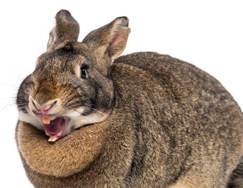 Los dientes del conejo: conoce lo más característico de estos roedores ...