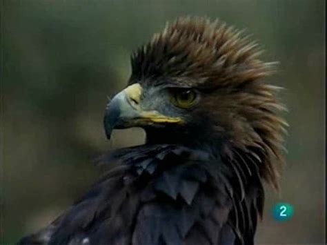 Los diferentes tipos de águilas que habitan en España, El ...