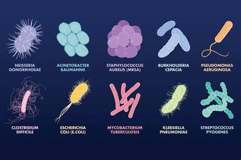 Los diferentes tipos de bacterias  y sus características