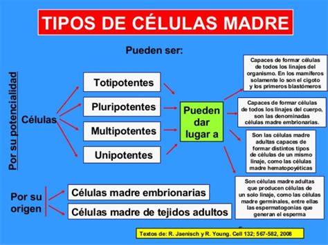 Los Diferentes Tipos de Células Madre【Actualizado 2018】