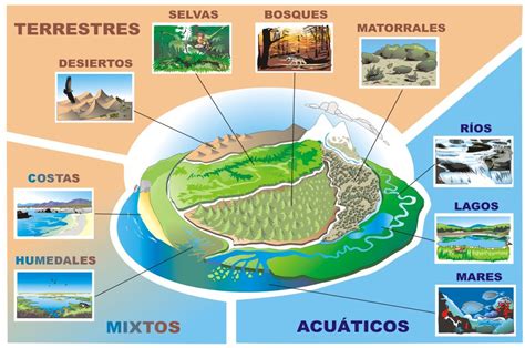 Los diferentes Tipos de Ecosistemas   Como Funciona Que