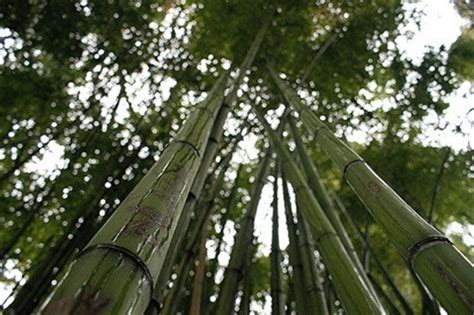 Los diferentes tipos de plantas de bambú   Tendenzias.com