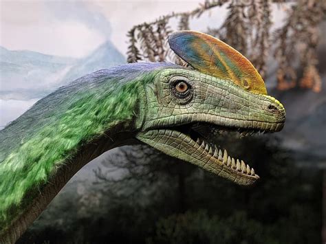 ¿Los dinosaurios con plumas,realmente existieron?   Data Mundi