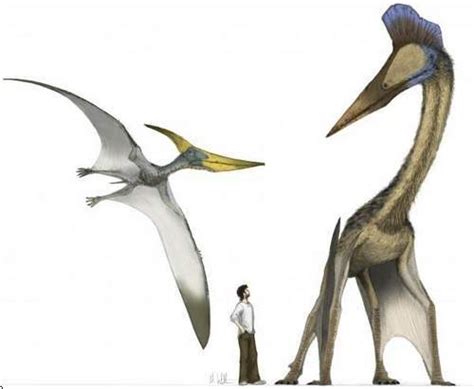Los Dinosaurios y la Prehistoria para niños: Los dinosaurios: voladores ...