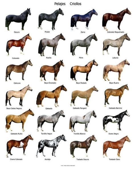 Los distintos tipos de pelajes y sus nombres | Horses, Horse anatomy ...