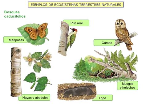 Los ecosistemas de la tierra 2012
