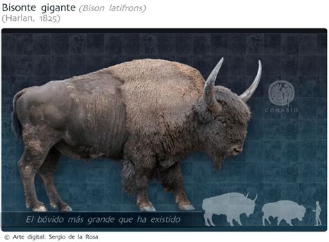 Los enormes animales que habitaron México en la Edad de Hielo  FOTOS ...