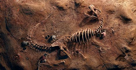 Los fósiles de los dinosaurios ¿Cómo se forma un fósil? | Dinosaurios.wiki