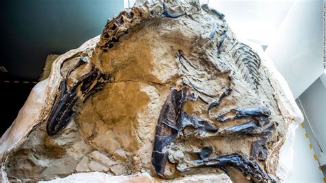 Los fósiles que muestran una “batalla” entre un Triceratops y un T.rex