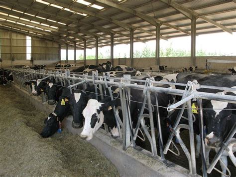 Los ganaderos de Asturias cobran 31,5 euros por cada 100 litros de ...