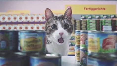 Los gatos hacen la compra en el supermercado   YouTube
