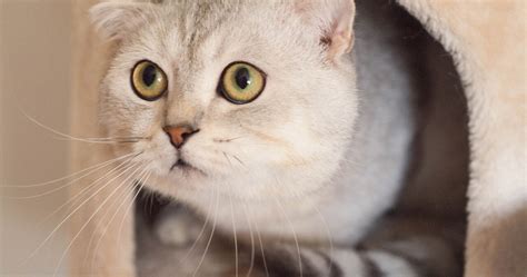 Los gatos más bonitos del mundo | webanimales.com