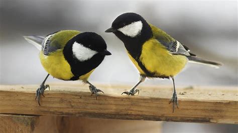 Los genes de los pájaros cantores ofrecen algunas pistas ...