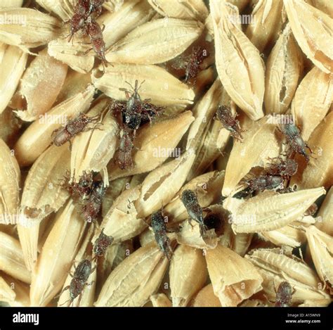 Los gorgojos del grano Sitophilus granarius en grano de cebada dañados ...