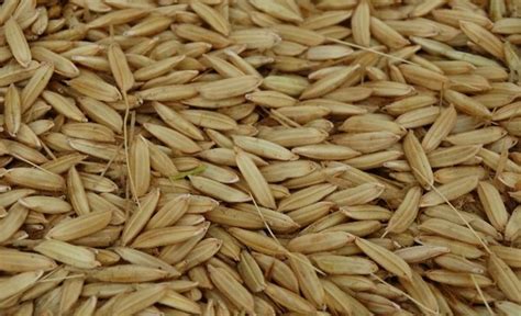 Los granos con precios más firmes esta semana: cebada forrajera y arroz
