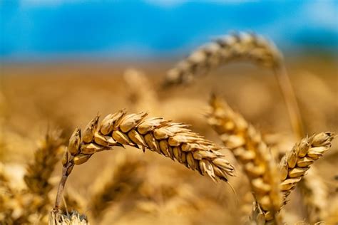 Los granos de trigo maduro están listos para la cosecha. de cerca ...