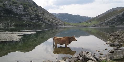 Los hermosos Lagos de Covadonga en Asturias