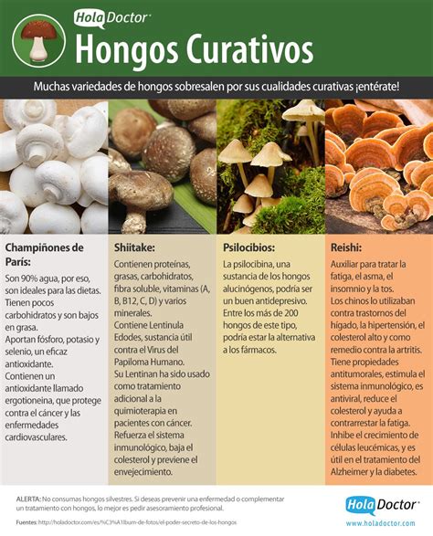 Los hongos comestibles tienen más beneficios a la salud de ...