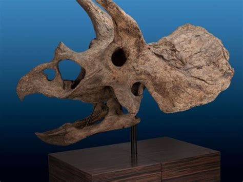 Los huesos de dinosaurios se venderán en una subasta en EE. UU ...