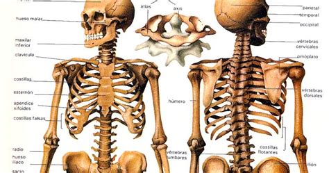 Los Huesos: ¿Qué son? Anatomía, funciones, tipos ...