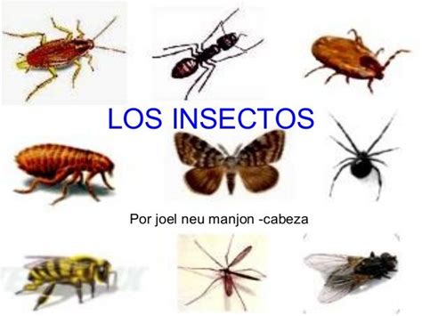 Los insectos | Imagenes de insectos, Insectos, Animales