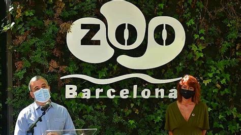 ¡Los leones del Zoo estrenan casa! | Zoo Barcelona