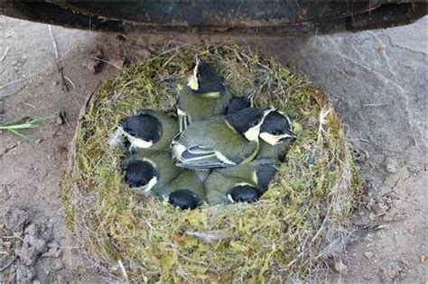 Los lugares más raros donde los pájaros hacen sus nidos   VeoVerde ...