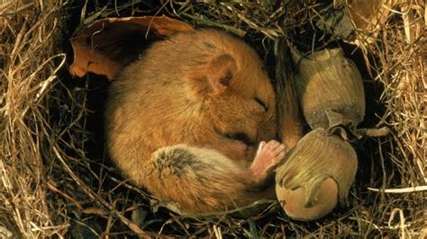 Los mamíferos que hibernan abren una esperanza de soluciones genéticas ...