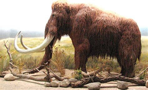 Los mamuts lanudos tenían una sangre  anticongelante  que les permitía ...