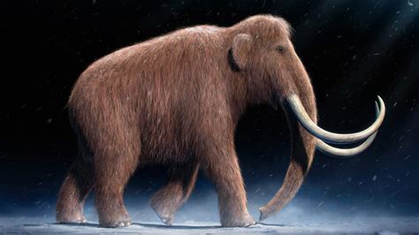 Los mamuts tenían sangre que era  anticongelante    National Geographic ...